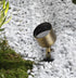 Elegant Lighting Aera Cast brass wide spot light in Antique Brass Finish Model: C039P