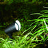 Vaxcel 850 Lumens LED Low Voltage Flood Landscape Light in Black Model: T0755